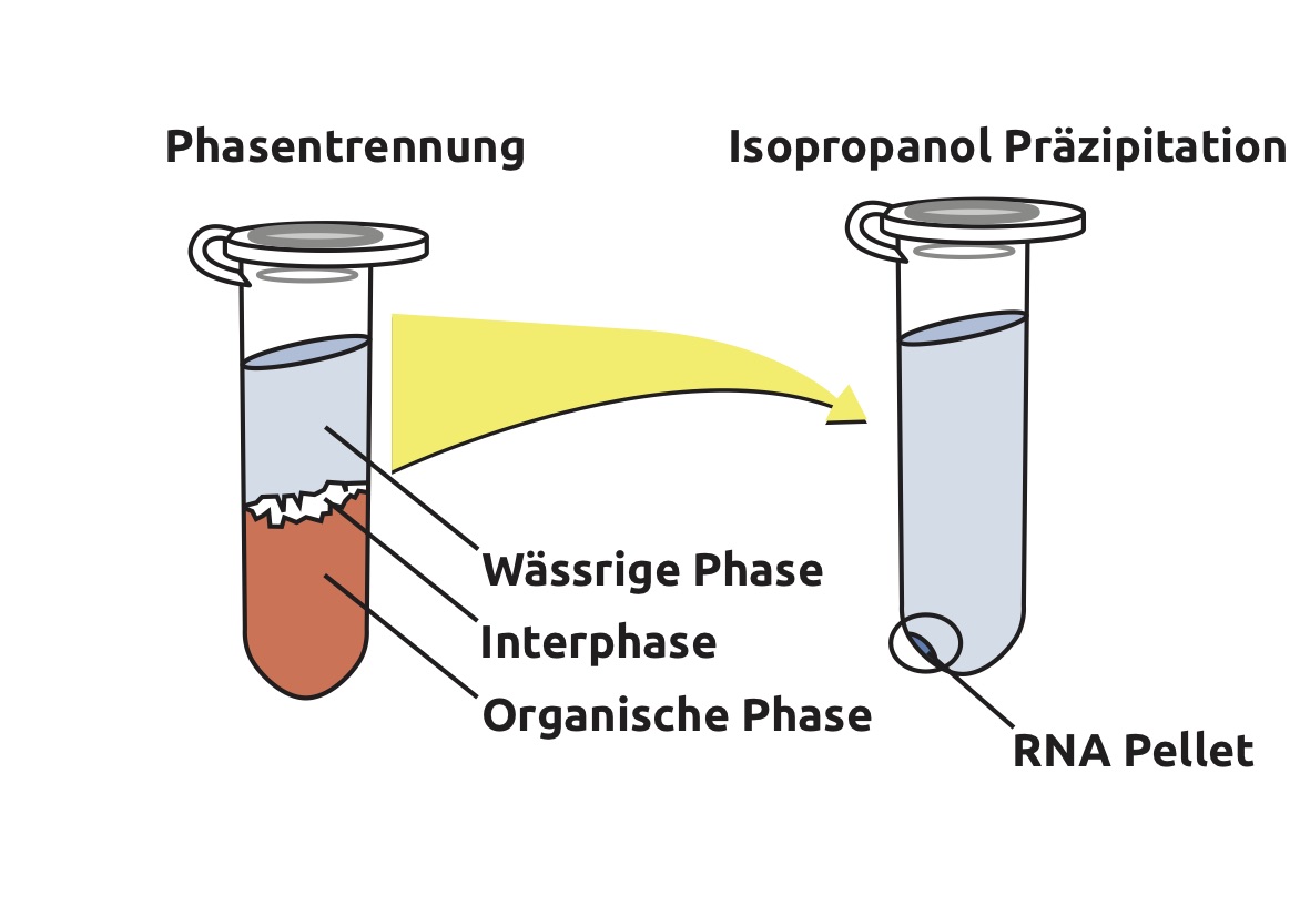 Grafik RNA Tri Flüssig deutsch