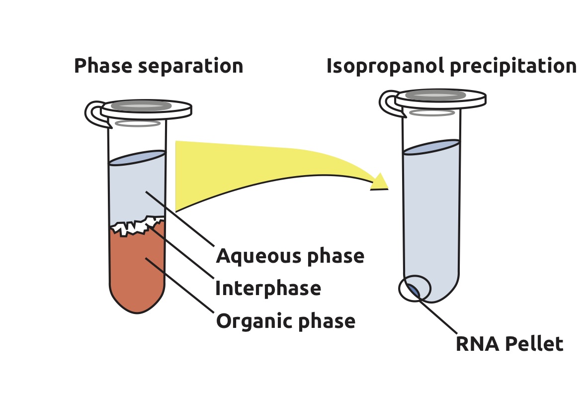 Grafik RNA Tri Flüssig englisch
