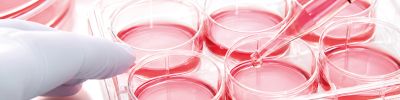 Zellkulturmedium wird mit einer Pipette in eine Zellkulturschale gegeben